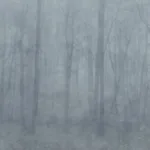 Sandberg fototapeet Skog S10106